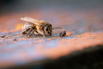 bee in macro