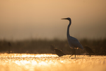 Great Egret
