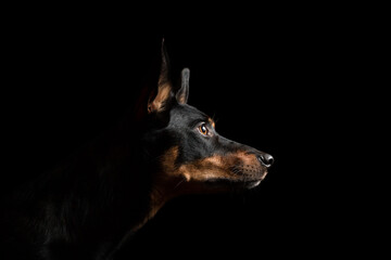 cute australian kelpie dog profile portrait in the studio on a black background