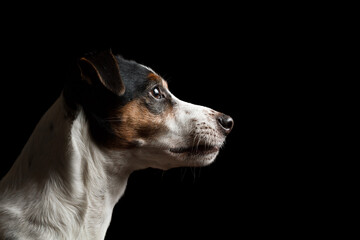 cute jack russell terrier dog profile portrait in the studio on a black background © Oszkár Dániel Gáti
