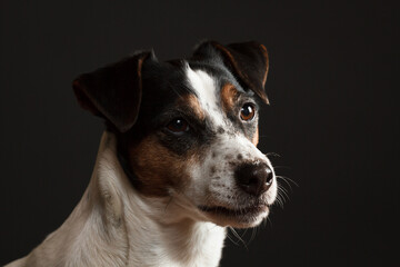 cute jack russell terrier dog portrait in the studio on a dark background