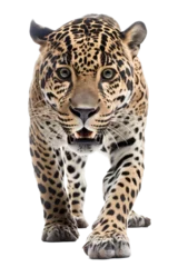 Foto op Plexiglas an isolated jaguar front-view, whole body, stalking prey, horizontal, fierce jungle-themed photorealistic illustration on a transparent background in PNG. Panthera onca. Generative AI © Purple Penguin GFX