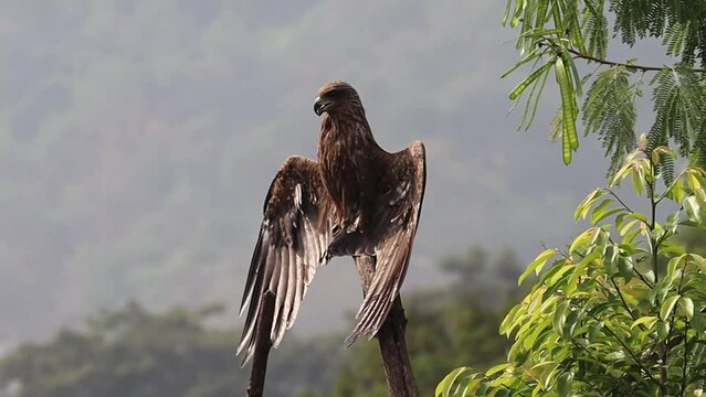 An Indian Black Kite drying its wing feathers after the rains, perched on a dry tree branch among green trees around. It is also called Milvus Migrans, a common variety in India