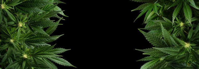 Banner background marijuana plants isolated on black