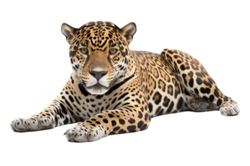 Foto op Plexiglas an isolated jaguar side-view, laying down, reclining, horizontal, fierce jungle-themed photorealistic illustration on a transparent background in PNG. Panthera onca. Generative AI © Purple Penguin GFX