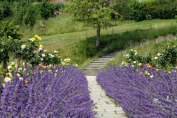 Footpath between purple flowering catnip plants and roses winding uphill , in a summer garden . - 586728640