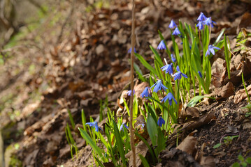 Chionodoxa forbesii flowers in early spring