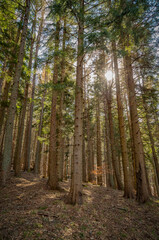 Il bosco in montagna a fine inverno