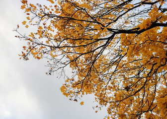 autumn leaves in the sky