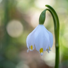 Obraz premium Macro of Snowflake or Leucojum vernum flower in full bloom during the spring season on blurred background