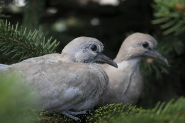Turtle doves 