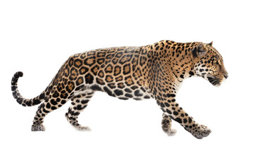 Obraz premium an isolated jaguar side-view, whole body, stalking prey, horizontal, fierce jungle-themed photorealistic illustration on a transparent background in PNG. Panthera onca. Generative AI