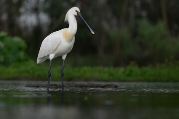 Eurasian spoonbill (Platalea leucorodia)