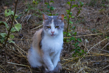 Cat in nature