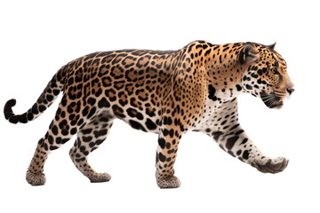 an isolated jaguar side-view, whole body, stalking prey, horizontal, fierce jungle-themed photorealistic illustration on a transparent background in PNG. Panthera onca. Generative AI