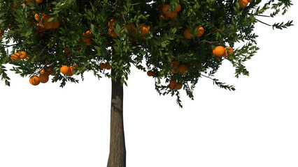 illustration 3d rendering of an orange tree