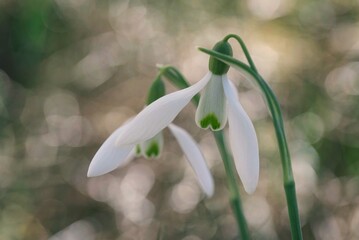 Two snowdrop flowers macro on bokeh background