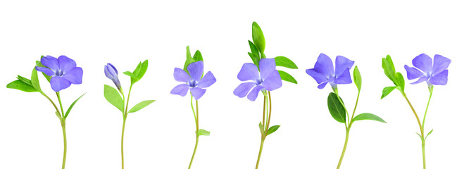 Set of delicate blue periwinkle flowers isolated on transparent background. Vinca minor.