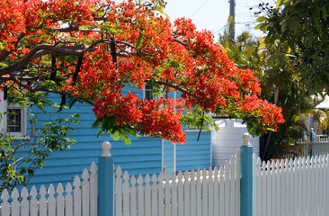 Royal Poinciana tree in the front yard against the background of a blue house