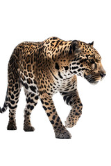 Fototapeta premium an isolated jaguar side-view, whole body, stalking prey, horizontal, fierce jungle-themed photorealistic illustration on a transparent background in PNG. Panthera onca. Generative AI