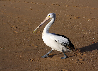 Fototapeta na wymiar Australian pelican (Pelecanus conspicillatus) walking along the sandy beach on a sunny morning
