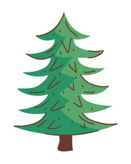 pine tree forest