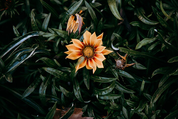 orange flower