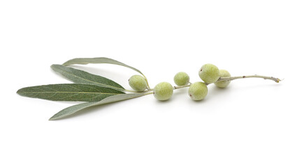 Branch of wild olives.