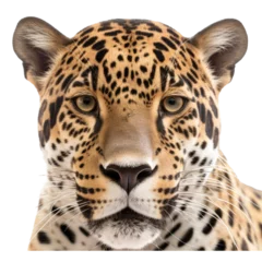 Foto op Plexiglas an isolated jaguar jungle cat FACE, FRONT-view portrait, jungle-themed photorealistic illustration on a transparent background cutout in PNG © Purple Penguin GFX