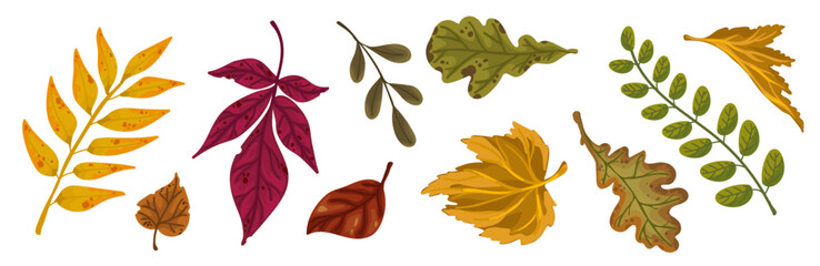 Collection of colorful autumn leaves. Cartoon vector graphics.	