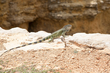 Green Lizard