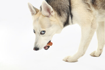 Portrait of grey girl siberian husky is eating on a white background