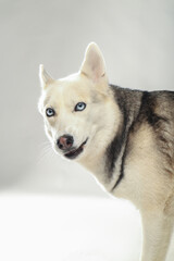 Portrait of grey girl siberian husky is eating on a white background