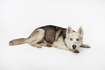 Portrait of grey girl siberian Lying on a white background
