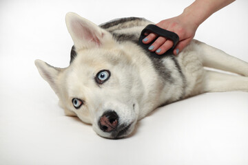 Portrait of a gray siberian husky girl being combed with a brush on a white background. Dog grooming