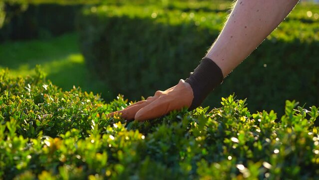 a male gardener's hands in a glove touches untrimmed bushes