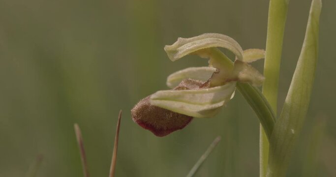 Early Spider Orchid -Ophrys Sphegodes Close-Up Image