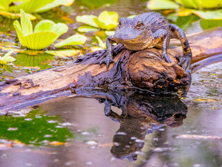 alligator resting 