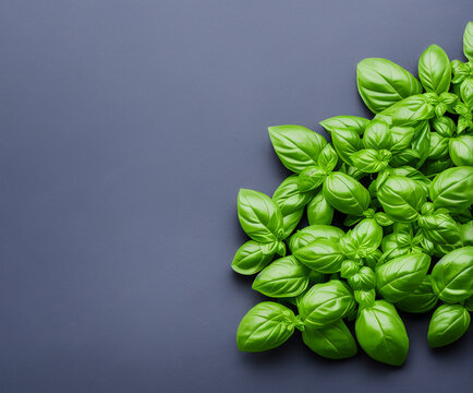 Basil leaves on grey background fresh cooking ingredient