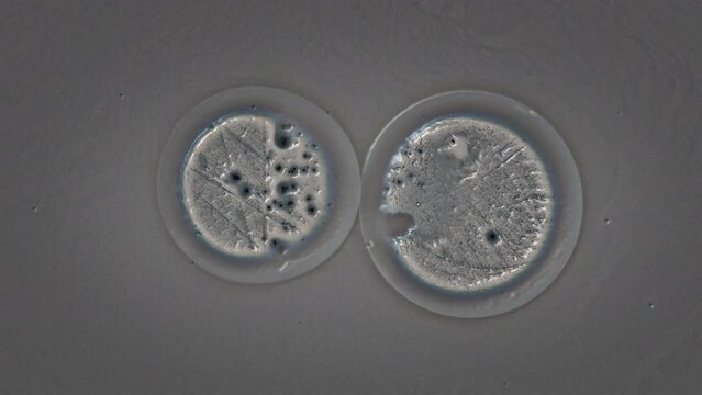 Two round cells merge into one. 