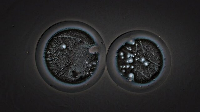 Two round cells merge into one. 