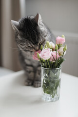 Gray cat looking at roses in glass vase at home. Tabby Cat Portrait. Home pet cute kitten cat and flowers at home. Cute Scottish straight cat indoors
