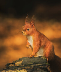 Red Squirrel Foraging