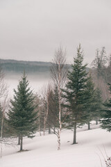 Fototapeta premium Foggy morning in the winter forest. Winter landscape with trees