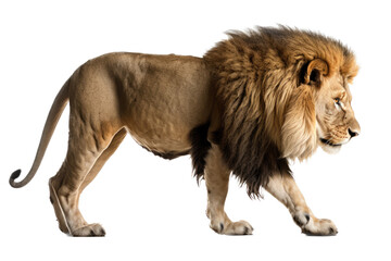 Obraz premium an isolated lion walking side view, majestic, stalking prey, fierce jungle-themed photorealistic illustration on a transparent background in PNG. Panthera leo. King of the Jungle. Generative AI