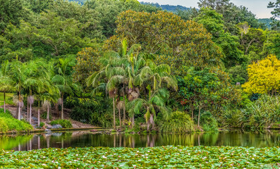 Fototapeta na wymiar Botanic Gardens, Wollongong, NSW, Australia