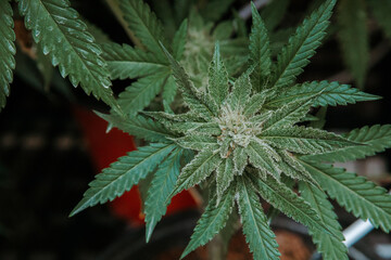 Marijuana leaves cannabis beautiful background cultivation Grow