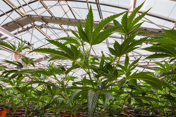 Marijuana leaves cannabis beautiful background cultivation Grow