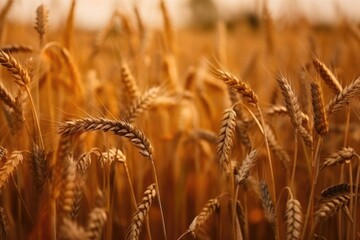 Fototapeta premium Wheat field. Ears of golden wheat close up. Background of ripening ears of meadow wheat field. Generative AI