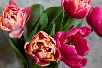 Peony multicolored tulips on a concrete background.